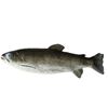 Forel voor decoratie
