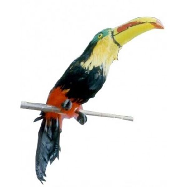 Toucan 55 cm