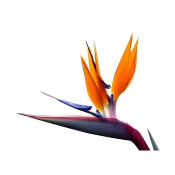 Papagaaibek / Strelitzia