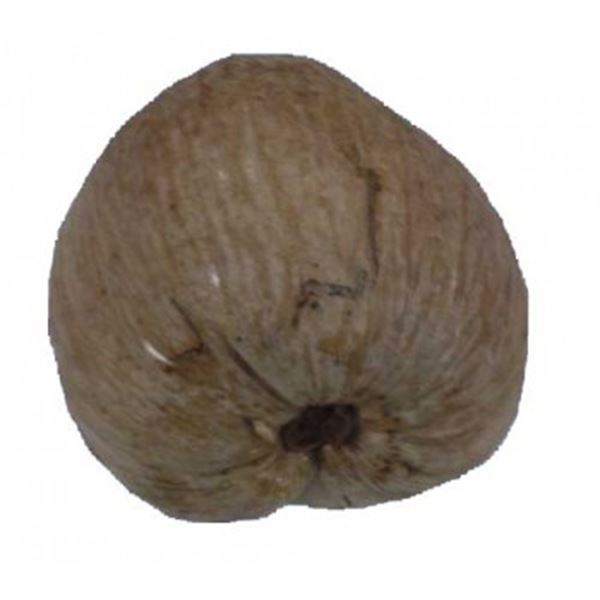 kokosnoot verhuur per set van 2 stuks.